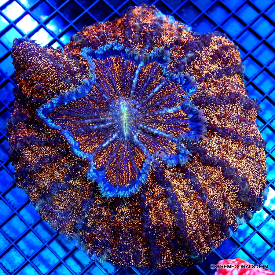 8x8 ACANTHOPHYLLIA CORAL - HANDPICKED BY SCOTT ULTRA GRADE ULTRA COLORED ACANTHOPHYLLIA