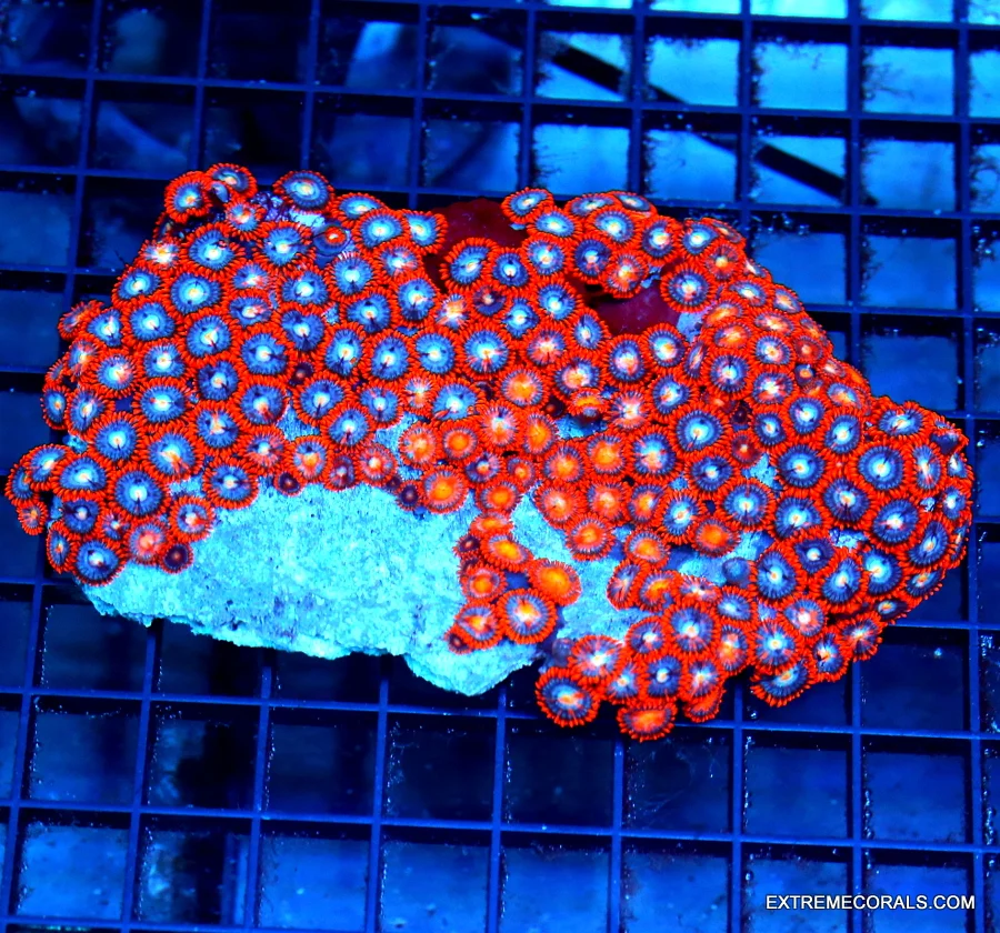 5.5x4.5 ZOANTHIDS CORAL - ULTRA COLORED RED AND BLUE ZOANTHID COLONY