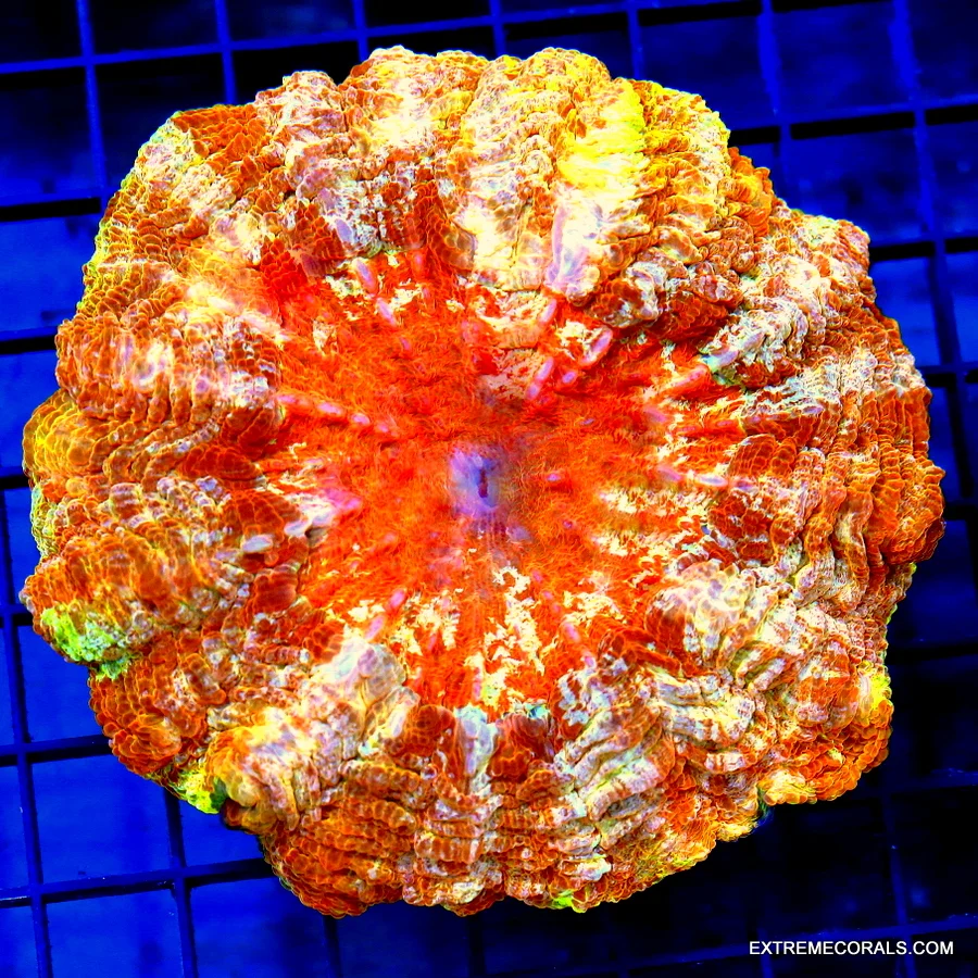 7x7 ACANTHOPHYLLIA CORAL - HANDPICKED BY SCOTT ULTRA GRADE ULTRA COLORED ACANTHOPHYLLIA