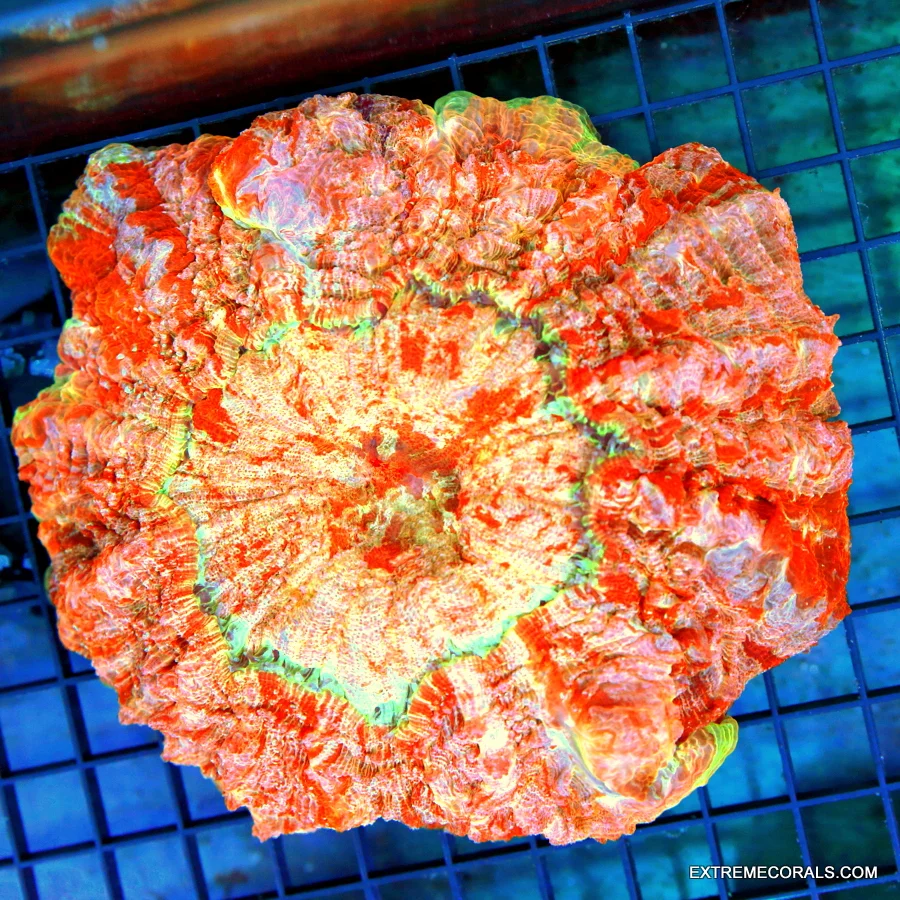 8x8 ACANTHOPHYLLIA CORAL - HANDPICKED BY SCOTT ULTRA GRADE ULTRA COLORED ACANTHOPHYLLIA
