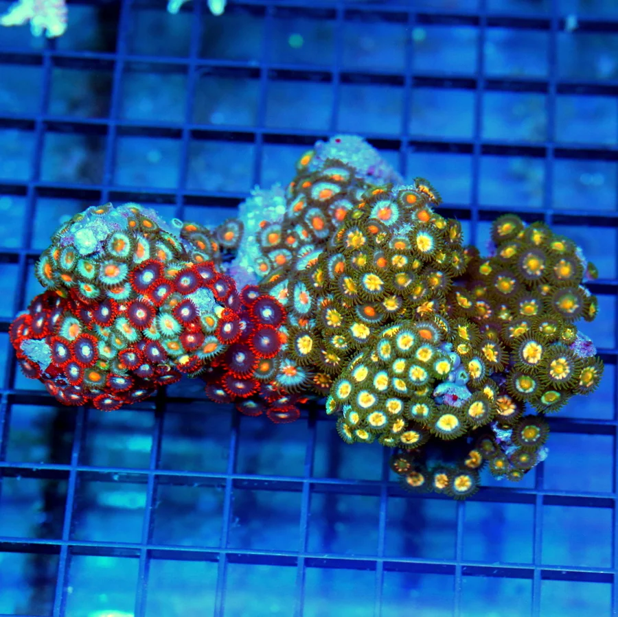 5x4 ZOANTHID CORAL - ULTRA MULTICOLORED COMBO ZOANTHID COLONY ROCK