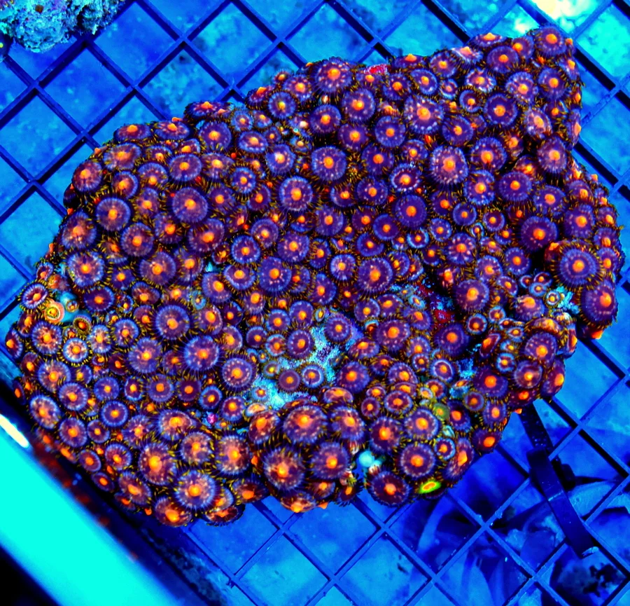 5.5x4.5 ZOANTHID CORAL - GREAT COVERAGE OF ROCK IN THIS ZOANTHID CORAL
