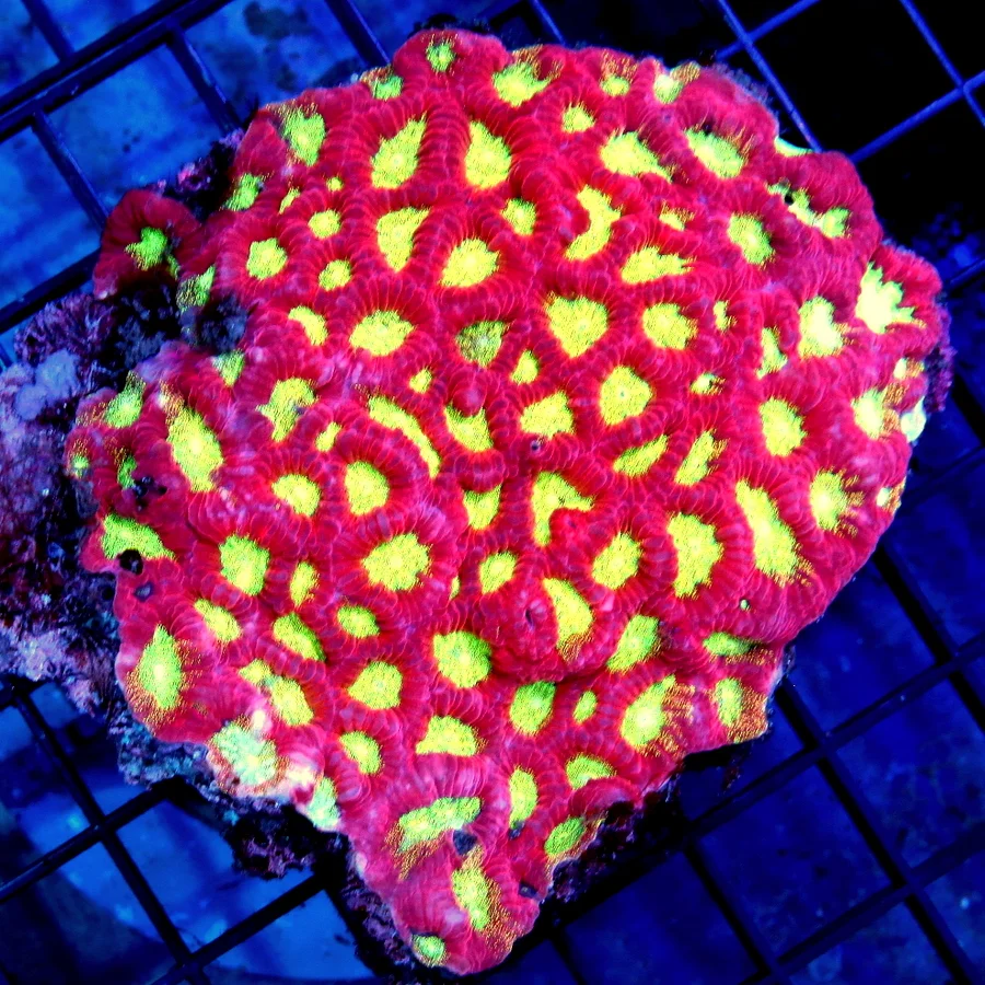 4.5x4 FAVIA CORAL - HANDPICKED SUPER FIRE YELLOW EYED