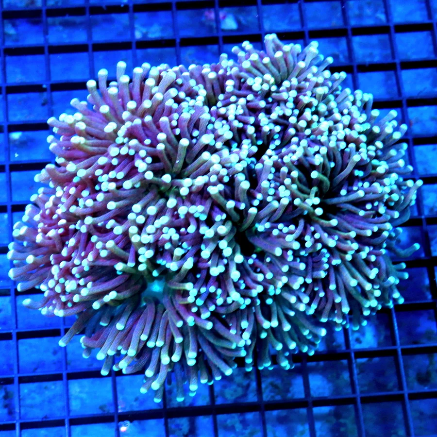 8x8 XXXL TORCH CORAL GIANT - ULTRA GRADE GIANT PURPLE/BLUE TORCH CORAL