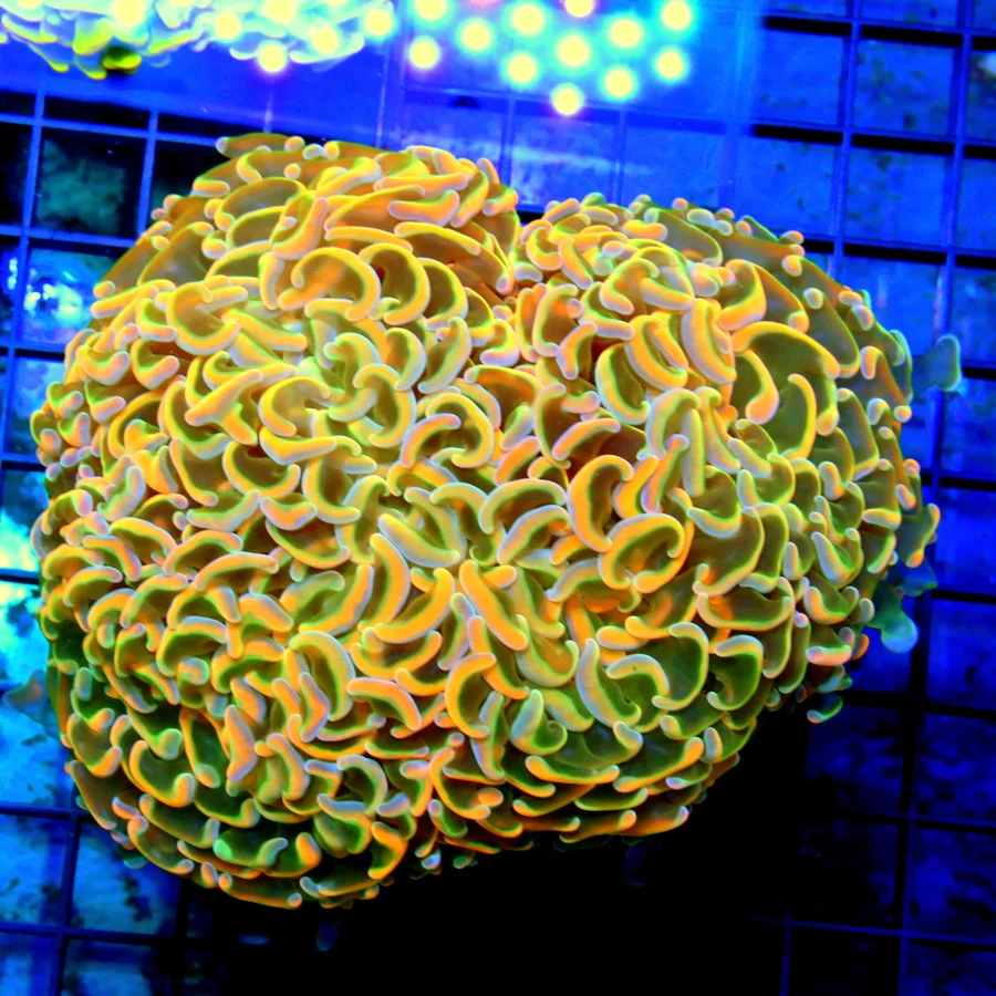 5.5x5 HAMMER CORAL - OUT OF THIS WORLD MULTICOLORED ORANGE HAMMER CORAL