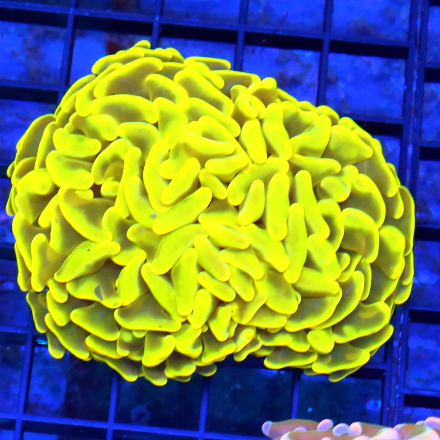 4x4 BRANCHING HAMMER CORAL -  HANDPICKED BY SCOTT SUPER HIGHLIGHTER YELLOW HAMMER CORAL