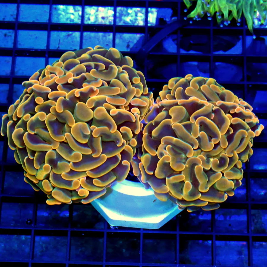4x3.5 BRANCHING HAMMER CORAL -  ULTRA COLORED NEON ORANGE BRANCHING HAMMER CORAL