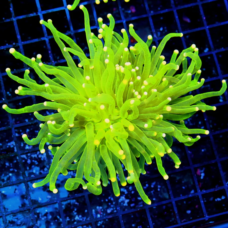 5x5 COLLECTOR'S ITEM TORCH CORAL - EXTREMELY RARE LEMON LIME YELLOW ULTRA YELLOW TIPPED TORCH CORAL