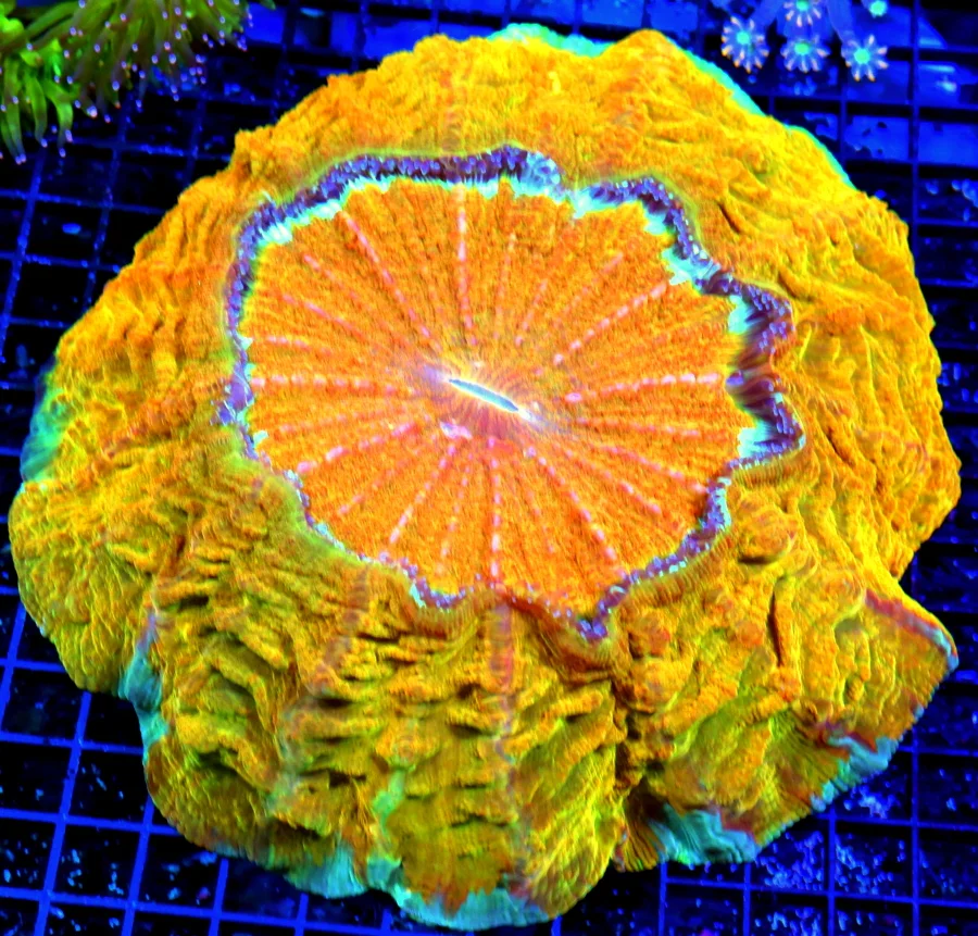 10x10 ACANTHOPHYLLIA CORAL - HANDPICKED BY SCOTT ULTRA GRADE COLLECTOR'S ITEM ACANTHOPHYLLIA CORAL