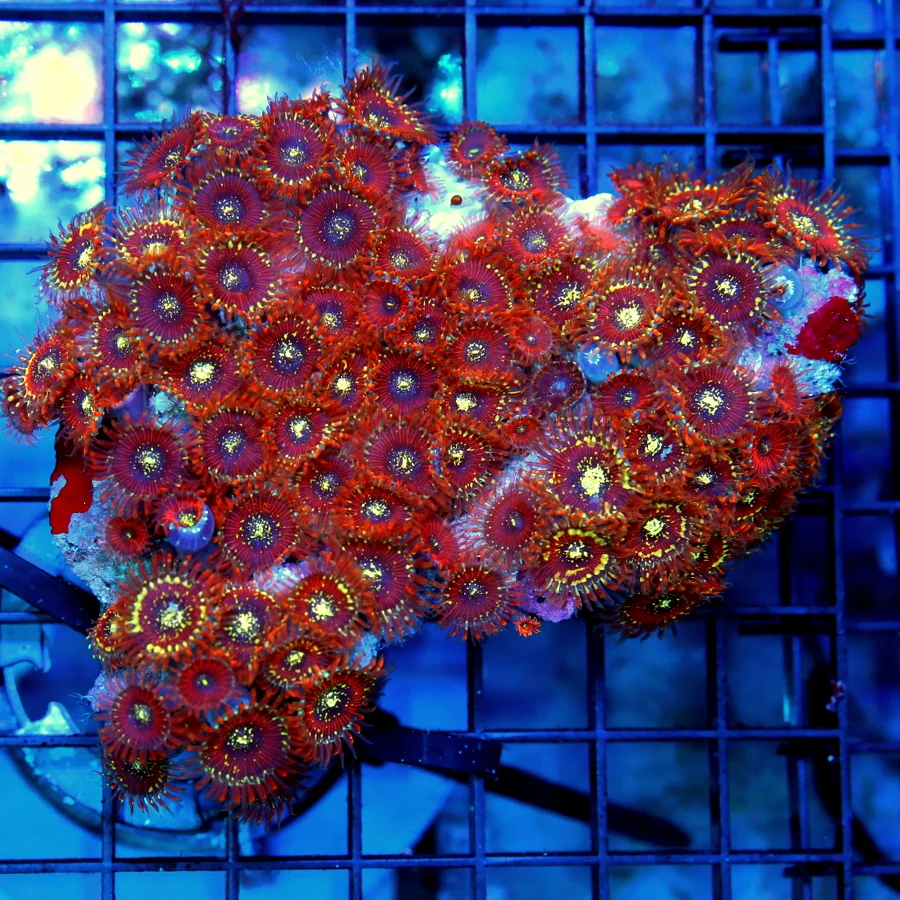 5x4 ZOANTHID CORAL - RED MULTICOLORED MAGICIAN ZOANTHID CORAL