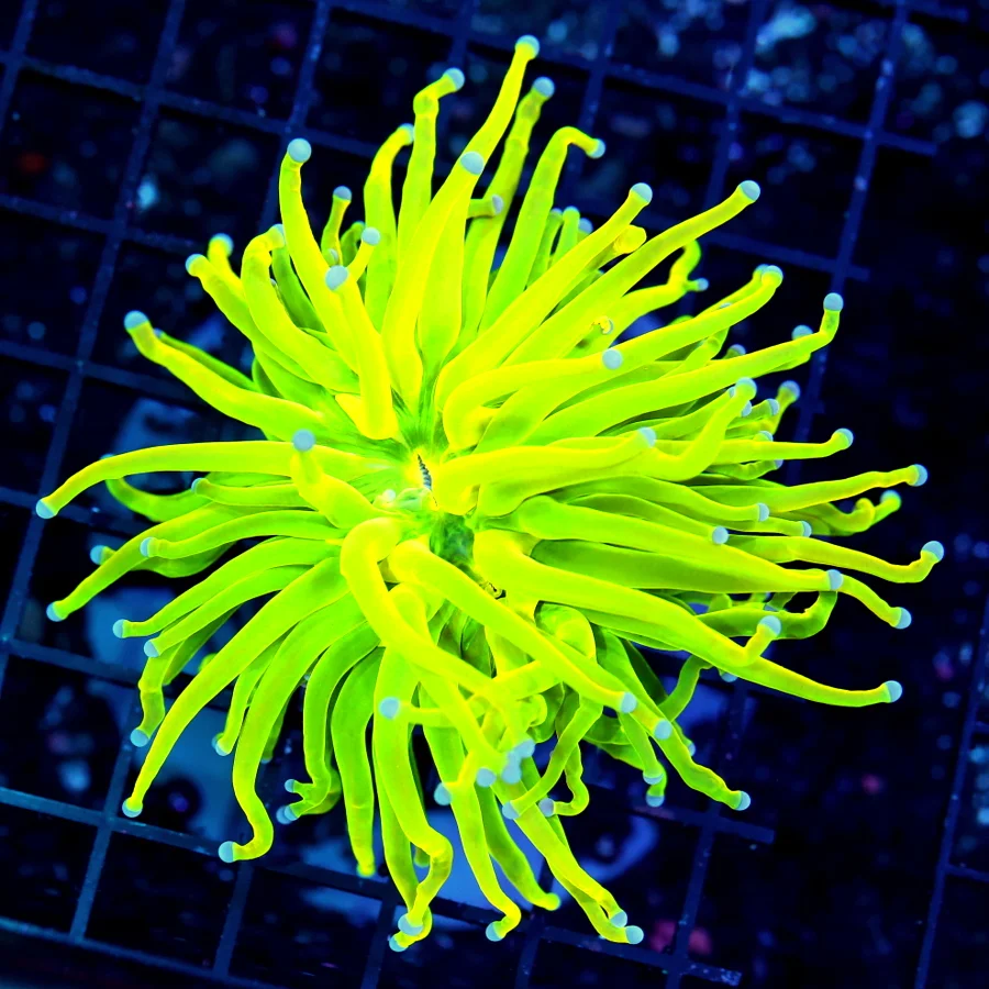 4.5x4.5 TORCH CORAL - HANDPICKED BY SCOTT ULTRA GRADE ULTRA COLORED HOLY GRAIL TORCH CORAL