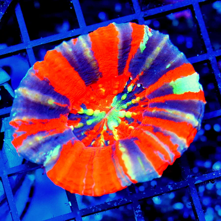 3 SCOLYMIA CORAL - ULTRA COLORED WAR PAINT SCOLYMIA SCORAL