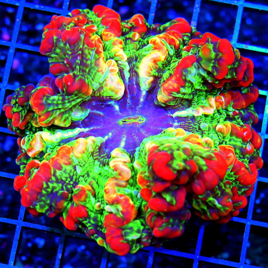 5x5 INDOPHYLLIA CORAL - HANDPICKED BY SCOTT ULTRA COLORED MASTER INDOPHYLLIA CORAL