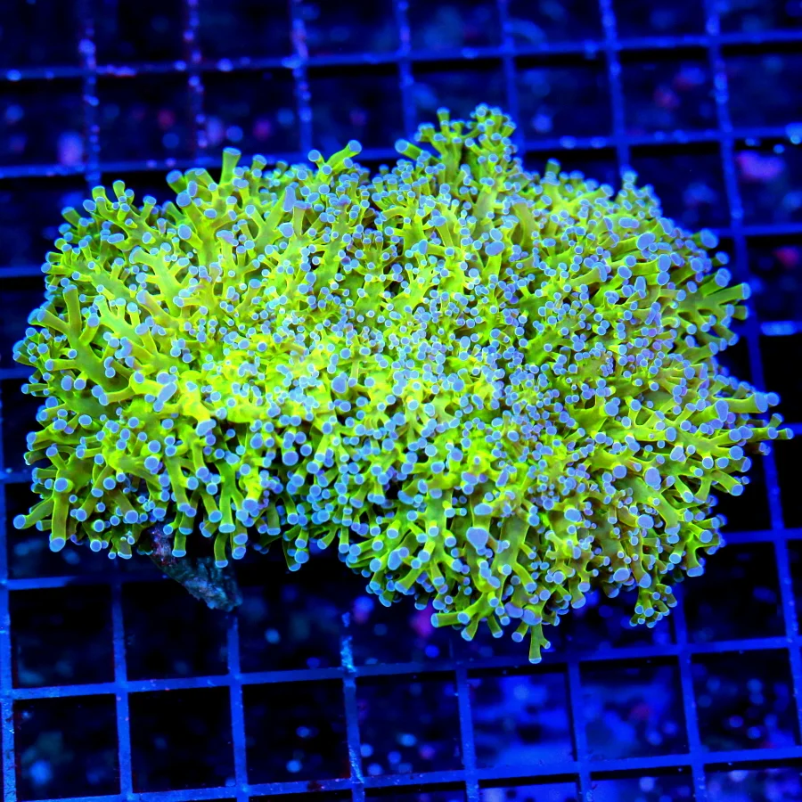 5.5x4.5 OCTOSPAWN CORAL - SUPER BLUE TIPPED LEMON LIME GREEN OCTOSPAWN CORAL