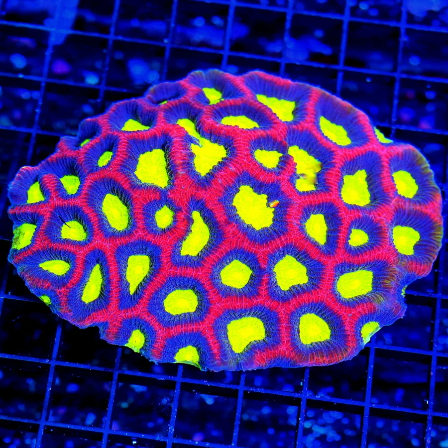 5.5x5 FAVIA CORAL - BEST I'VE SEEN OUTSTANDING SHOWPIECE DRAGON SOUL FAVIA CORAL