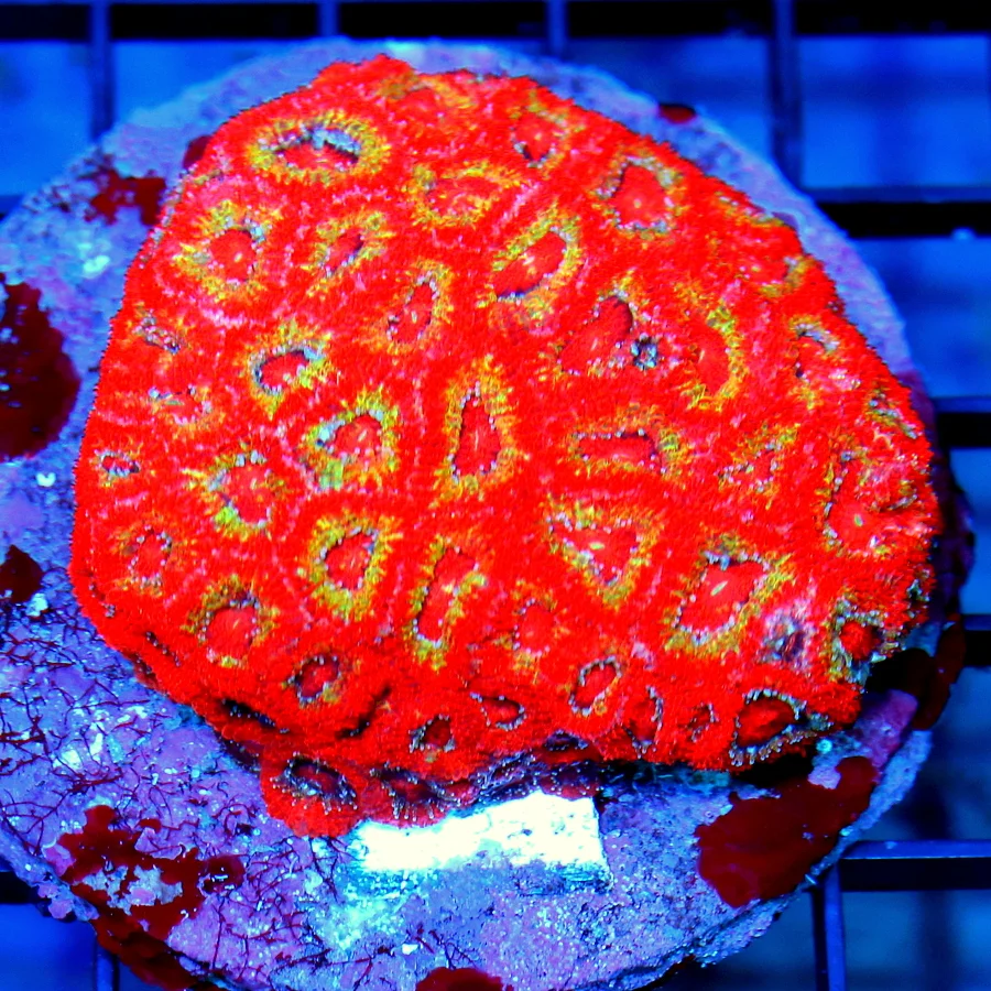 4x3 MICROMUSSA CORAL - HANDPICKED BY SCOTT ORANGE RING ULTRA RED COLLECTOR'S ITEM MICROMUSSA