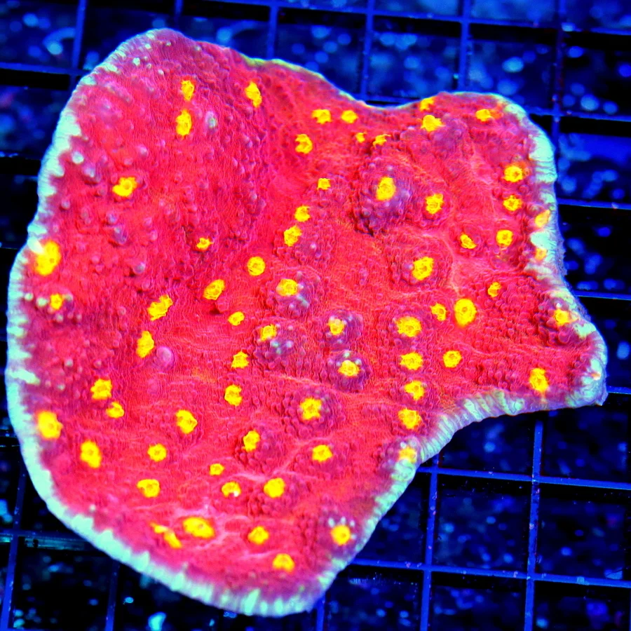 5x5 CHALICE CORAL - BRIGHT RED ORANGE EYED ULTRA COLORED CHALICE CORAL