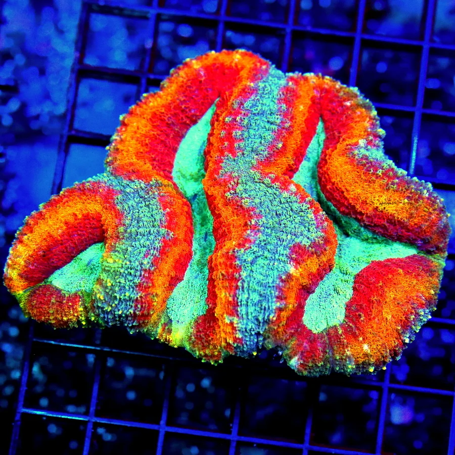 5.5x4 LOBOPHYLLIA CORAL - HAVEN'T SEEN ONE IN THIS COLOR IN MANY YEARS! COLLECTOR'S ITEM LOBO
