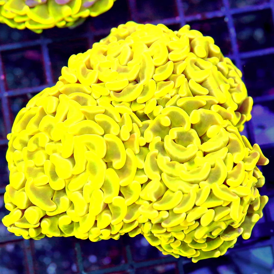 5x5 BRANCHING HAMMER CORAL XXL - ULTRA COLORED HIGHLIGHTER YELLOW BRANCHING HAMMER CORAL