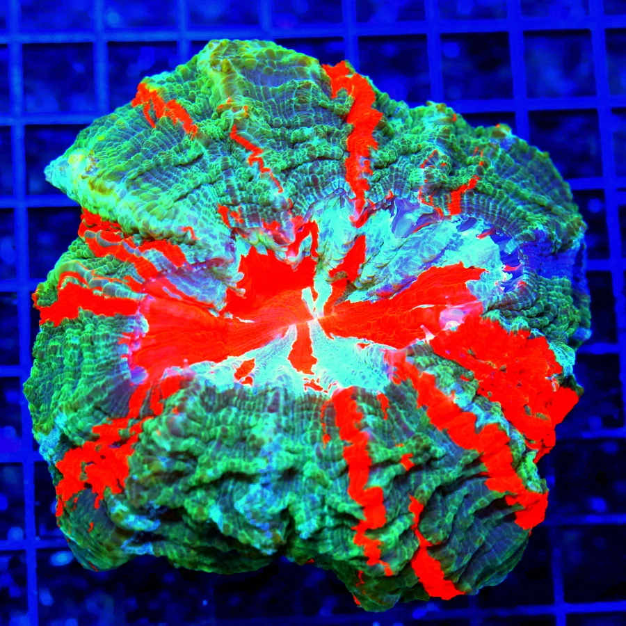 7.5x7.5 ACANTHOPHYLLIA CORAL - HANDPICKED BY SCOTT ULTRA GRADE ULTRA COLORED ACANTHOPHYLLIA