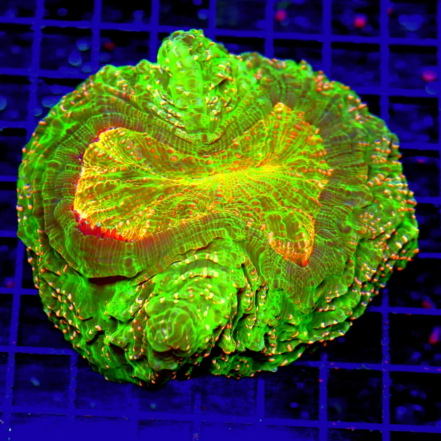 7.5x7.5 ACANTHOPHYLLIA CORAL - ORANGE SPECKLED WICKED GREEN MULTICOLORED ACANTHOPHYLLIA CORAL