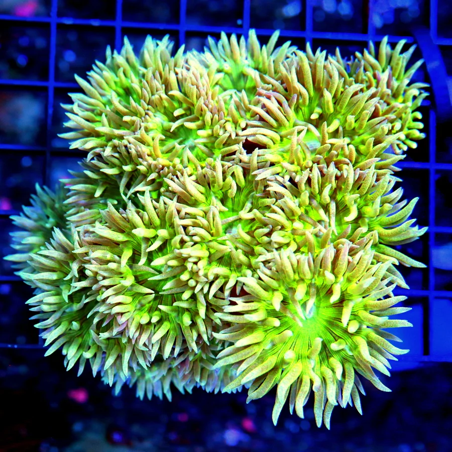 5x5 DUNCAN CORAL - BEAUTIFUL ULTRA COLORED GREEN DUNCAN CORAL