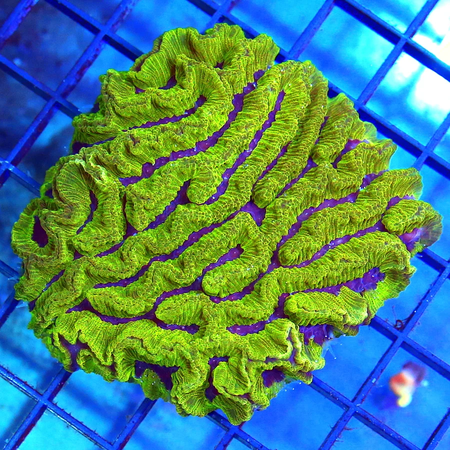 3x3 PLATYGYRA CORAL - WICKED PURPLE AND GREEN PLATGYRA