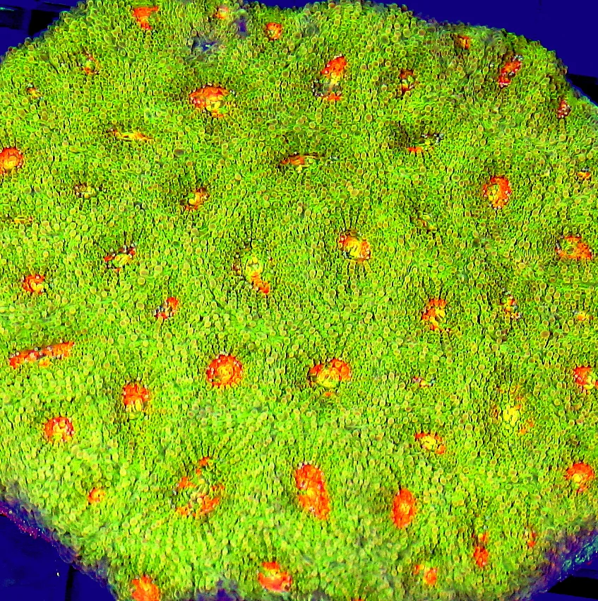 4.5x4.5 ACANTHASTREA ECHINATA CORAL - ULTRA COLORED GREEN WITH ORANGE EYES ACANTHASTREA