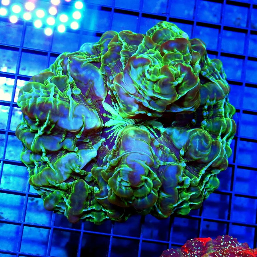 5x5 INDOPHYLLIA CORAL - HANDPICKED BY SCOTT MULTICOLORED GREEN AND BLUE INDOPHYLLIA CORAL