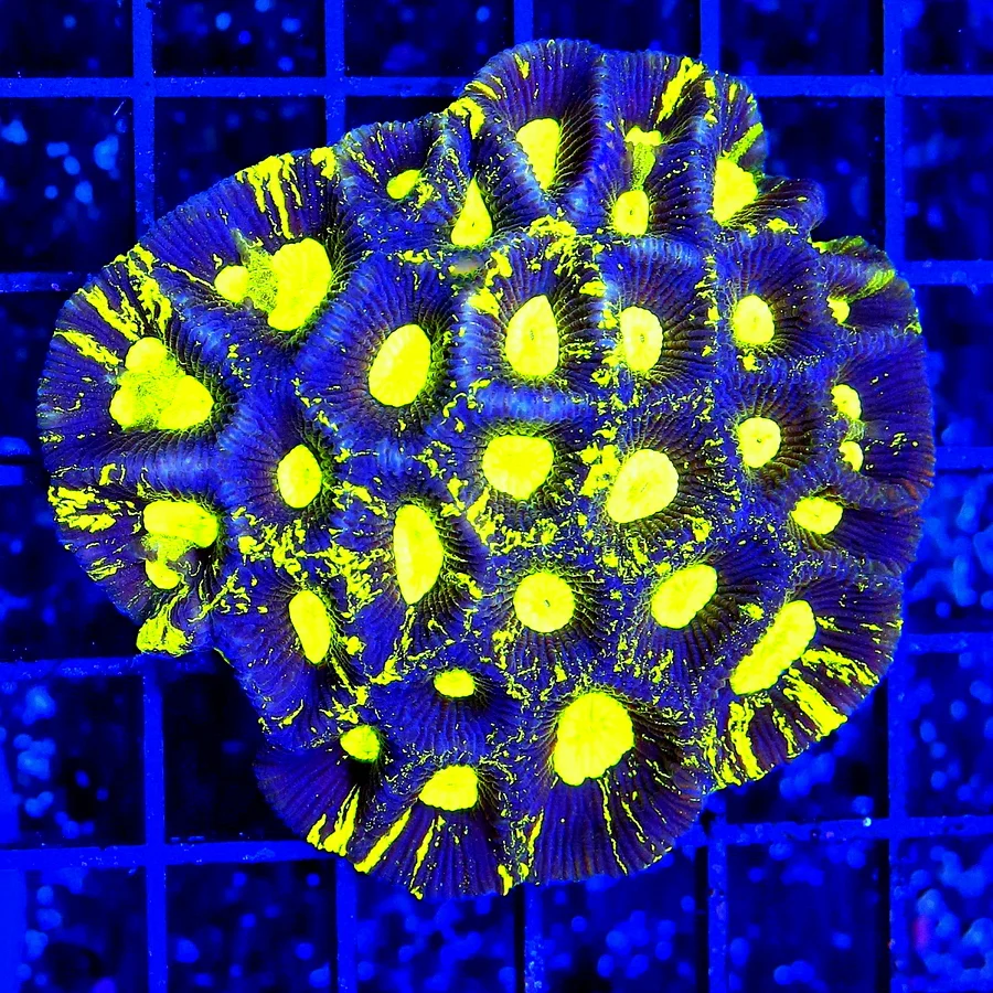 3.5x3.5 GONIASTREA CORAL - OUT OF THIS WORLD PREDATOR BLOOD EYED GONIASTREA CORAL