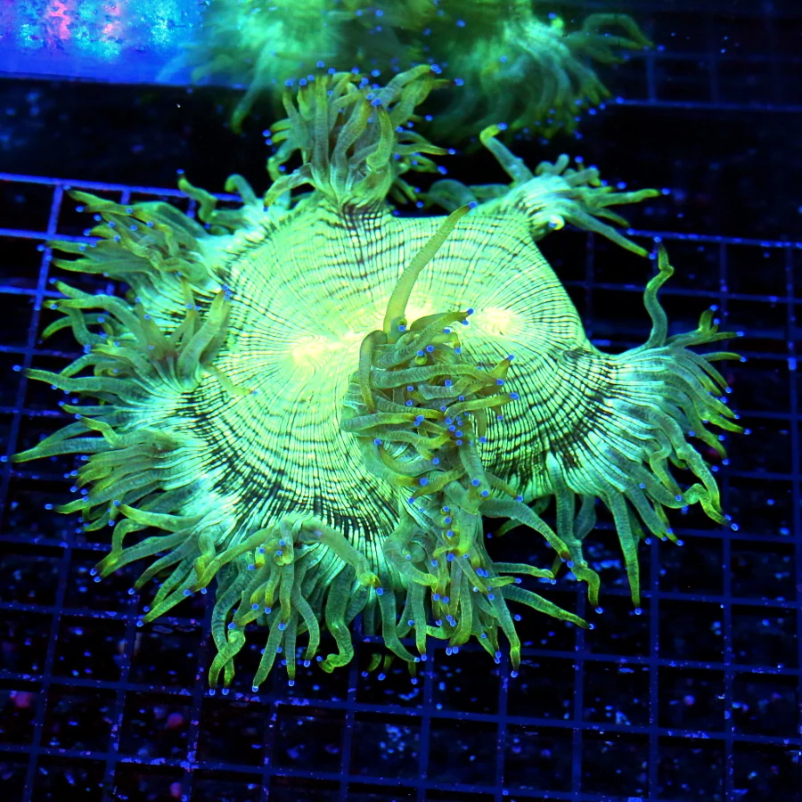 6x6 ELEGANCE CORAL - ULTRA COLORED BLUE TIPPED ELEGANCE CORAL