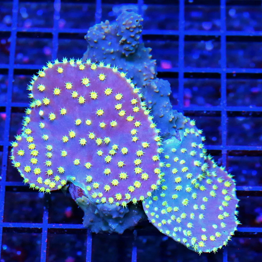 4x3 SCROLL COMBO - RARELY IMPORTED AND SEEN LA LAKERS COMBO SCROLL CORAL