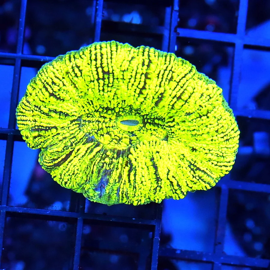 2x2 TRACHYPHYLLIA CORAL - GLOW IN THE DARK NEON LEMON LIME GREEN TRACHYPHYLLIA CORAL