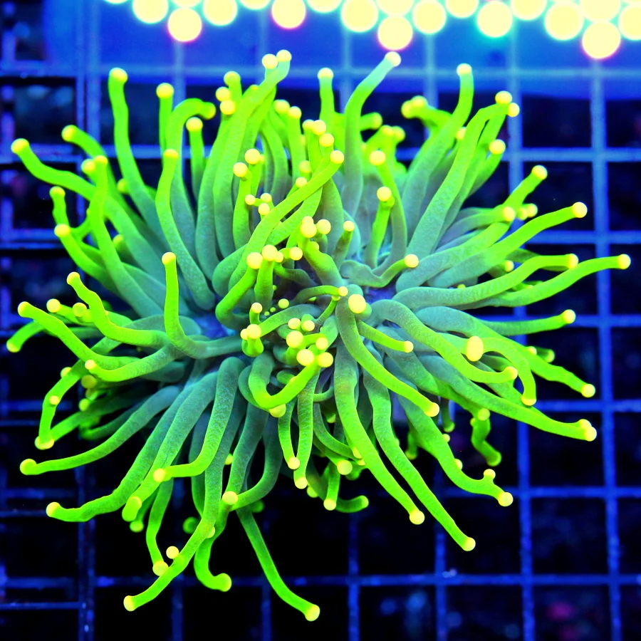 TORCH CORAL - ULTRA GRADE ULTRA COLORED DOUBLE HEADED MAYLASIAN MELLO YELLOW TORCH CORAL