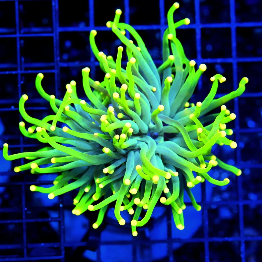 TORCH CORAL - ULTRA GRADE ULTRA COLORED DOUBLE HEADED "MAYLASIAN MELLO YELLOW" TORCH CORAL