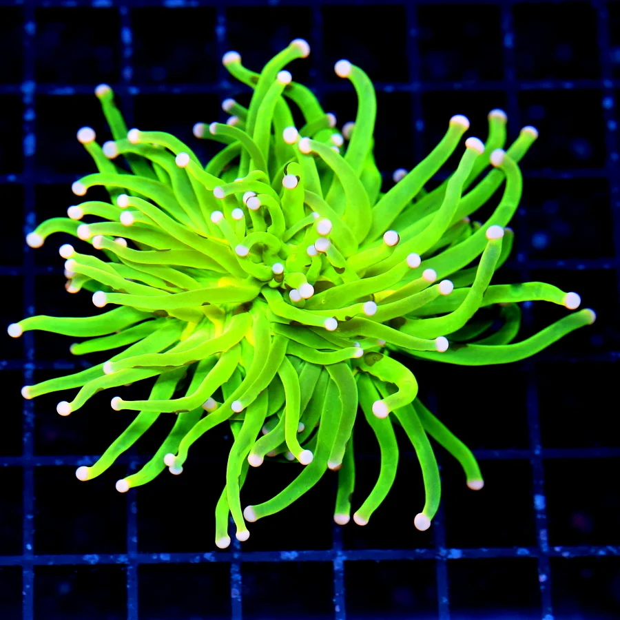 TORCH CORAL - ULTRA GRADE ULTRA COLORED  "MAYLASIAN LIME" TORCH CORAL