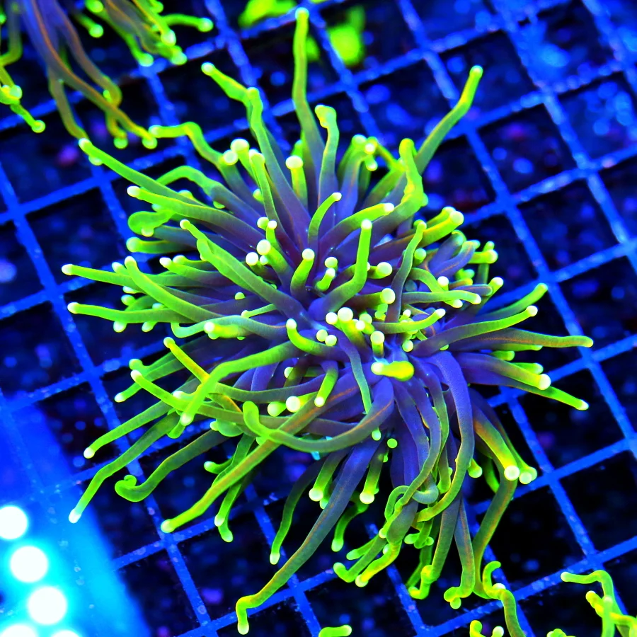 TORCH CORAL - ULTRA GRADE ULTRA COLORED DOUBLE HEADED "DRAGON SOUL" TORCH CORAL