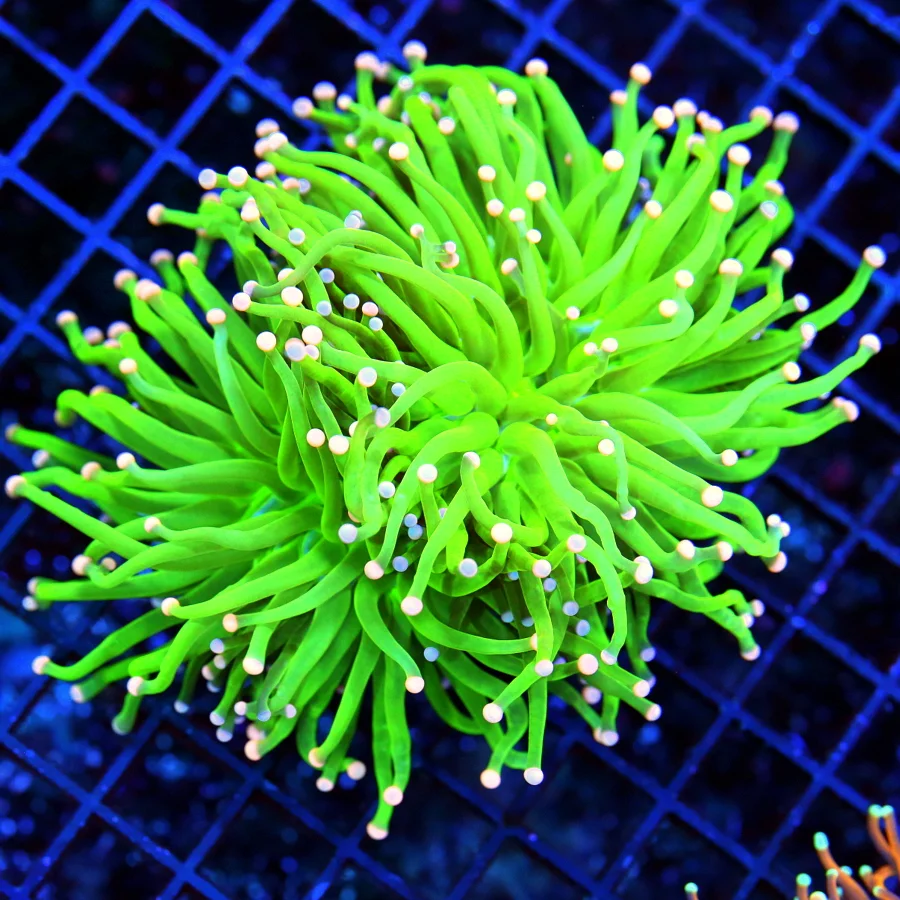 TORCH CORAL - ULTRA GRADE ULTRA COLORED DOUBLE HEADED "MAYLASIAN LIME" TORCH CORAL