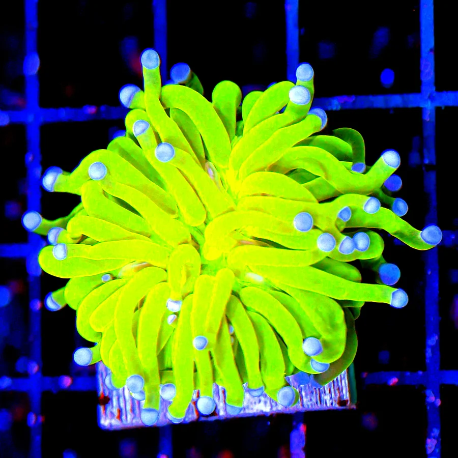 TORCH CORAL - ULTRA GRADE ULTRA COLORED NEVER HAD BEFORE "MAYLASIAN TODD'S" TORCH CORAL