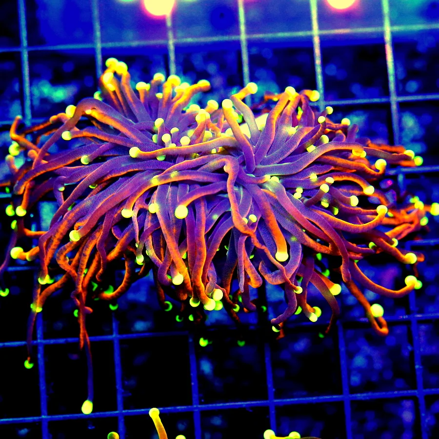 TORCH CORAL - ULTRA GRADE ULTRA COLORED DOUBLE HEADED "ORANGE PEEL" TORCH CORAL