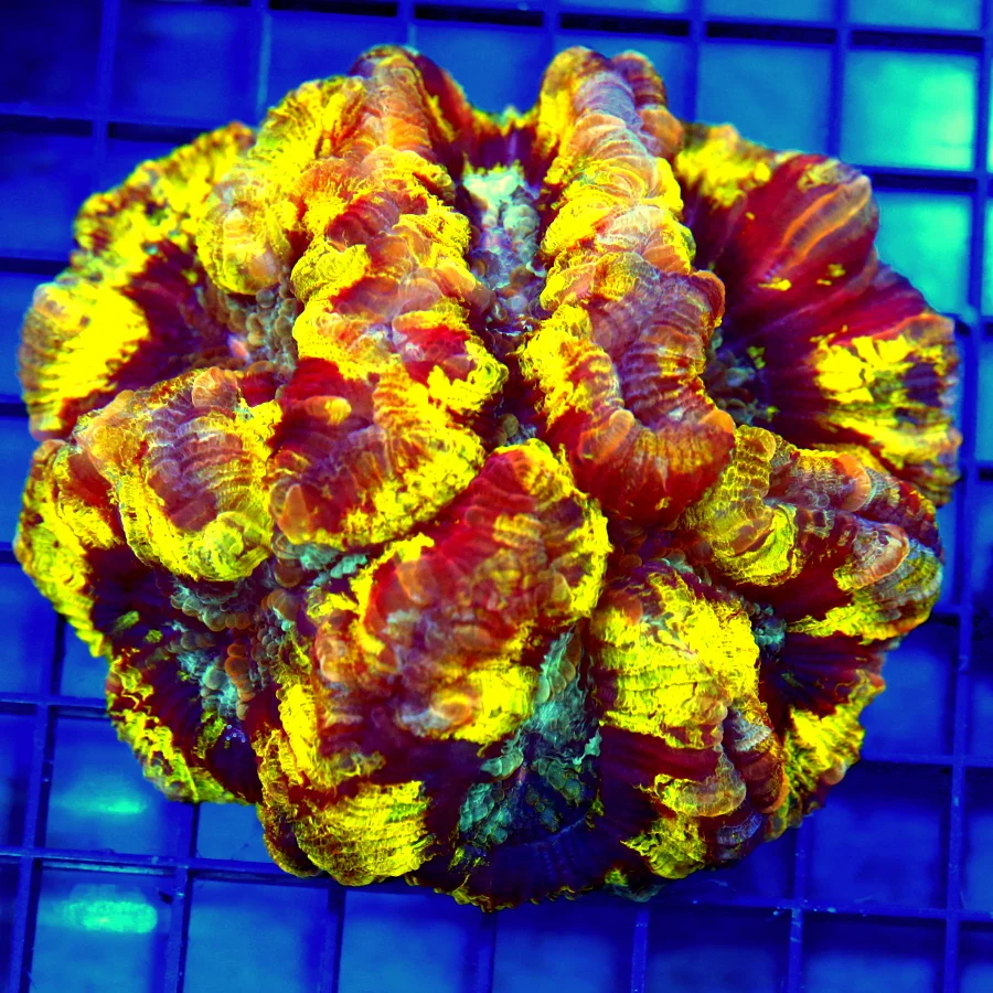 5x5 WELLSOPHYLLIA CORAL - NEVER SEEN ONE LIKE THIS -NICEST IN YEARS! RAINBOW WELLSOPHYLLIA CORAL