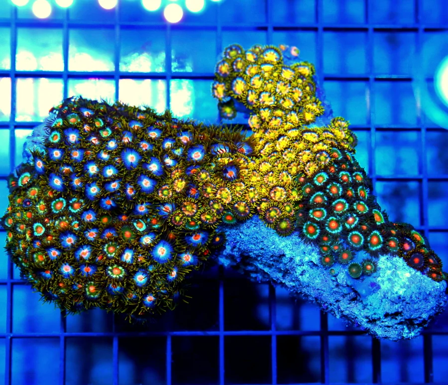 5x4.5 INDO COMBO ZOANTHIDS - ULTRA GRADE ULTRA COLORED COMBO ZOANTHID CORAL COLONY