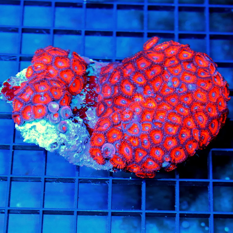 4.5x4 INDO ZOANTHID - ULTRA GRADE ULTRA COLORED ZOANTHID CORAL COLONY