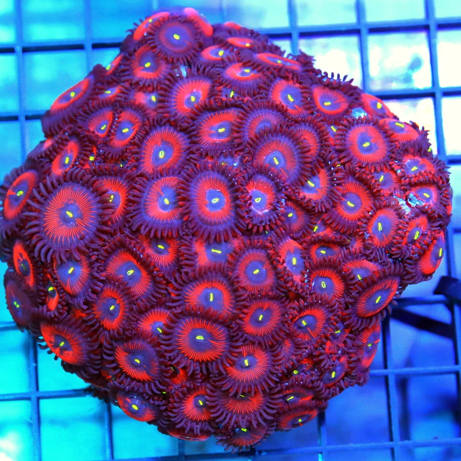 4.5x4.5 PALYTHOA CORAL - ULTRA GRADE RED PEOPLE EATER PALYTHOA CORAL