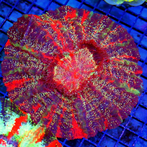 7x7 ACANTHOPHYLLIA CORAL - HANDPICKED BY SCOTT ULTRA GRADE ULTRA COLORED ACANTHOPHYLLIA