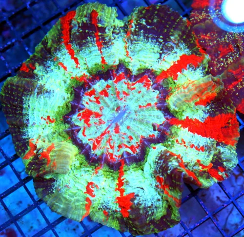 7x7 ACANTHOPHYLLIA CORAL - HANDPICKED BY SCOTT ULTRA GRADE ULTRA COLORED ACANTHOPHYLLIA CORAL