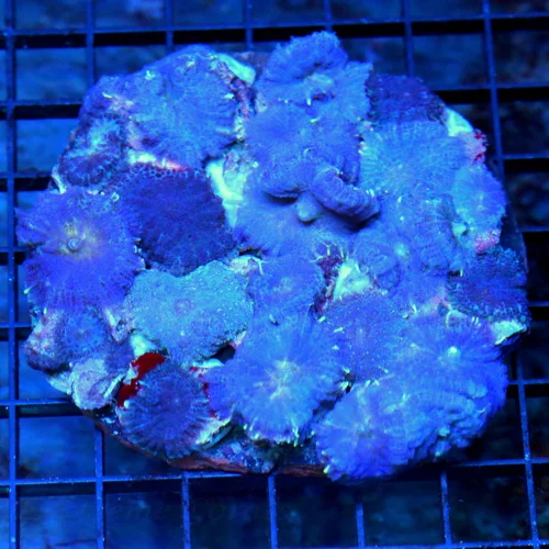 4.5x4.5 RHODACTIS MUSHROOM CORAL - ULTRA COLORED PURPLE AND BLUE RHODACTIS MUSHROOM COLONY