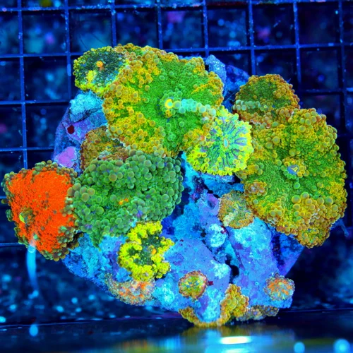 4.5x4.5 RICORDIA YUMA MUSHROOM CORAL - ONE OF KIND HANDPICKED COLLECTOR'S ITEM RICORDIA YUMA