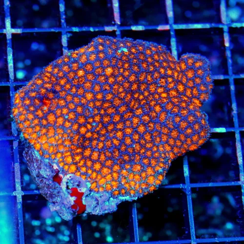 3.5 LEPTASTREA CORAL - ULTRA COLORED ORANGE LEPTASTREA CORAL