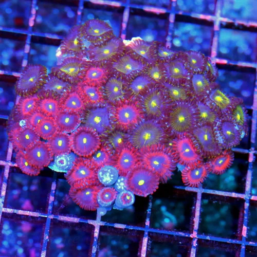 4 PALYTHOA CORAL - MULTICOLORED BLUE AND RED PEOPLE EATER PALYTHOA CORAL